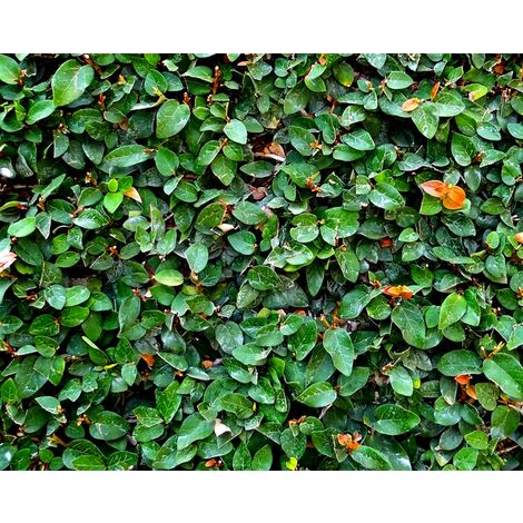 Pack de 4 Plantas de Ficus Pumila. Green Sunny. Rastrera Colgante