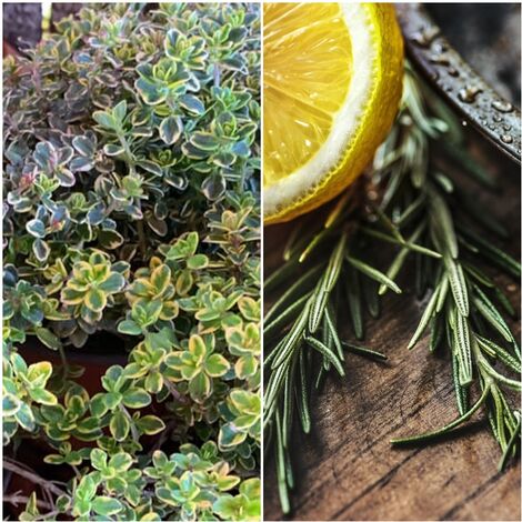 Pack de 5 Plantas de Tomillo Limon Thymus Citriodorus Aureovariegata Desprende Aroma Limon
