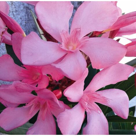 Planta de Adelfa Rosa. Nerium Oleander. Altura 30 - 40 Cm