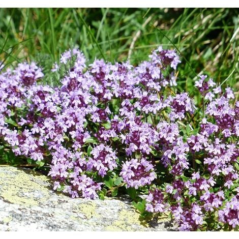 Planta de Thymus Vulgaris - Tomillo Comun. Altura 30 - 40 Cm