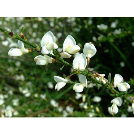 Planta de Cytisus Multiflorus - Escoba Blanca. 30-40 Cm