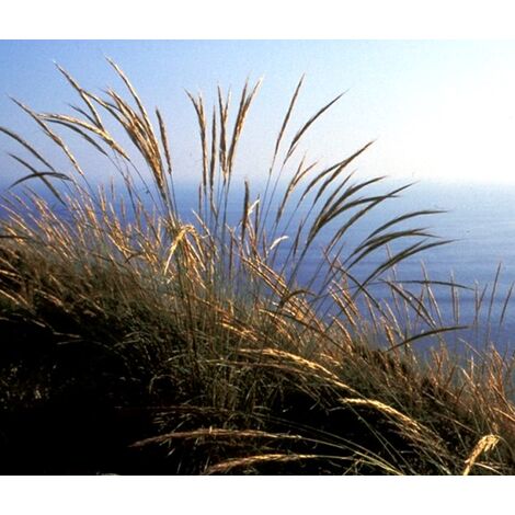 Planta de Stipa Tenacissima - Esparto. Altura 20 - 30 Cm