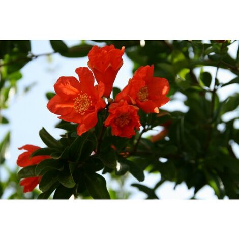 Planta Punica Granatum - Granado. Altura Planta 20 - 30 Cm