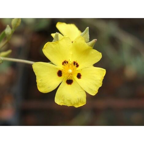 Planta de Halimium Halimifolium - Jaguarzo Blanco. Altura 20 - 30 Cm