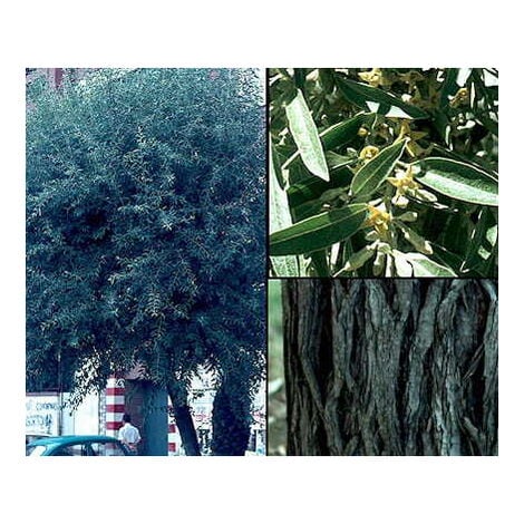 Planta de Elaeagnus Angustifolia - arbol del Paraiso. Altura 30 - 40 Cm