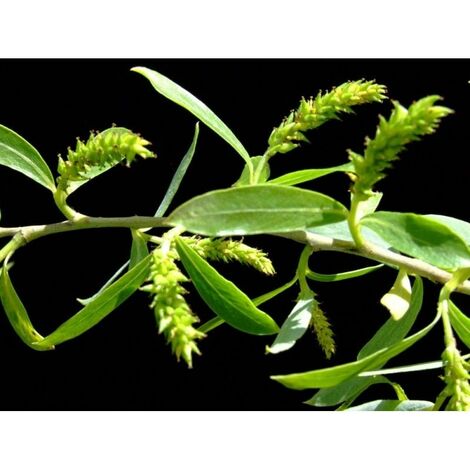 Planta de Salix Alba - Sauce Blanco. Altura 20 - 30 Cm