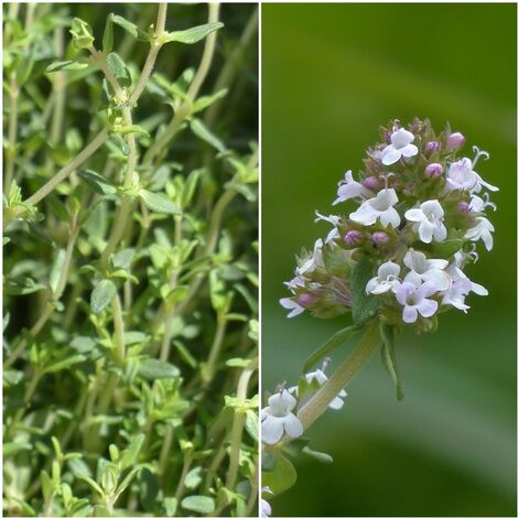Planta de Thymbra Capitata. Tomillo Andaluz Aceitunero