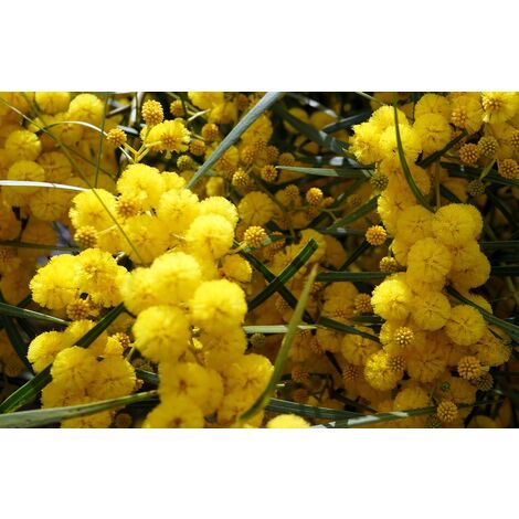 Semillas de Mimosa Purpurea. Acacia Baileyana Purpurea. 10 Gramos