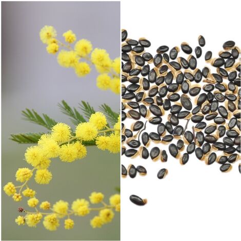 Semillas de Mimosa Elegante. Acacia Decora. 5 Gramos