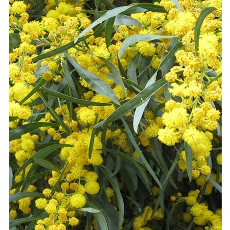 Semillas de Mimosa las 4 Estaciones. Acacia Retinoides. 5 Gramos