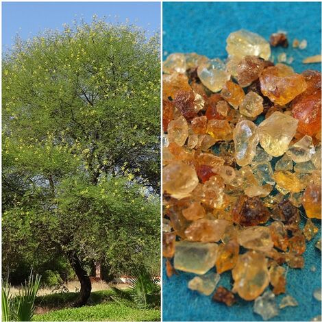 Semillas de Acacia Ar�biga. Acacia Senegal. 10 Gramos