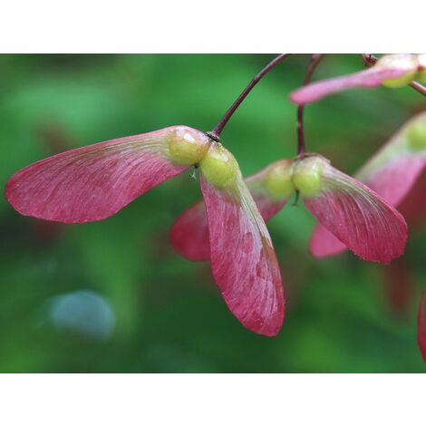Semillas de Arce de Manchuria. Acer Ginnala. 100 Gramos