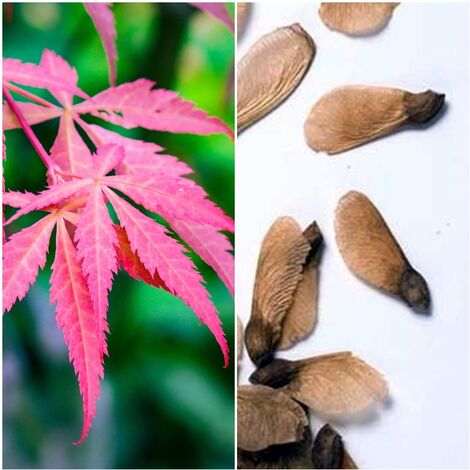 Semillas de Acer Palmatum. Arce Japones. 10 Gramos