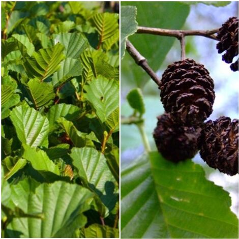 Semillas de Alnus Glutinosa. Aliso. 50 Gramos