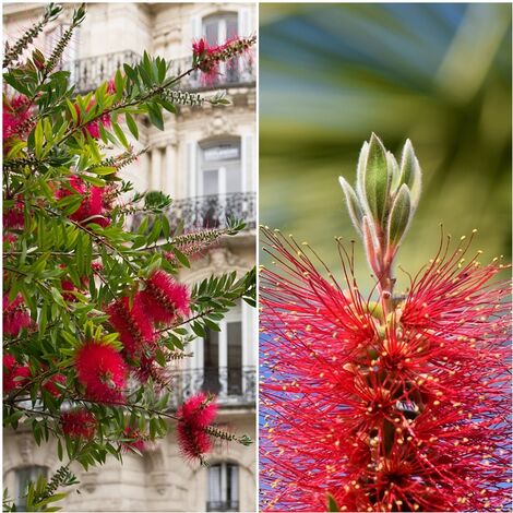 Semillas de Limpiatubos Rojo. Callistemon Citrino. 20000 Semillas