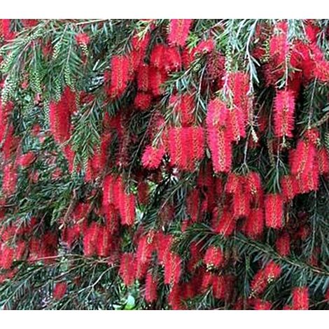 Semillas de Limpiatubos Llor�n. Callistemon Viminalis. 12000 Semillas