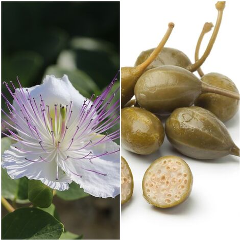 Semillas de Alcaparra. Capparis Spinosa. 10 Gramos