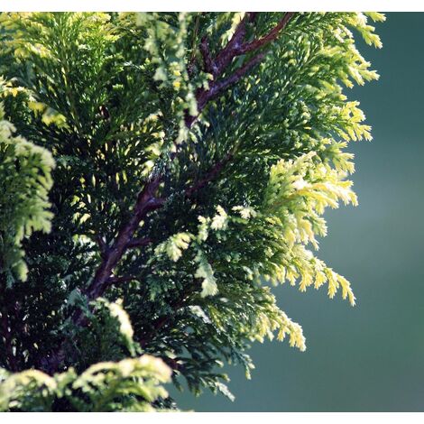 Semillas de Cipres de Lawson. Chamaecyparis Lawsoniana. 10 Gramos