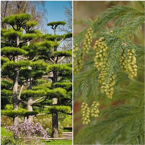 Semillas de Cedro Japones. Cryptomeria Japonica. 5 Gramos