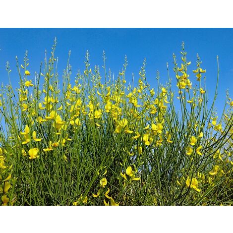 Semillas de Escoba Retama Negra. Cytisus Scoparius. 50 Gramo