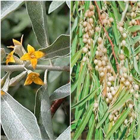 Semillas de Arbol del Paraiso. Eleagnus Angustifolia. 50 Gramos