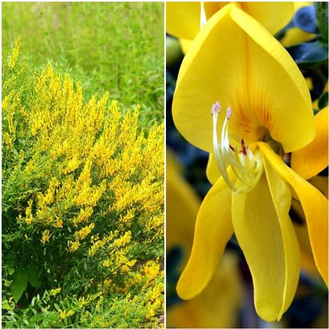 Semillas de Genista Tinctoria Hiniesta de Tintes. 250 Semillas