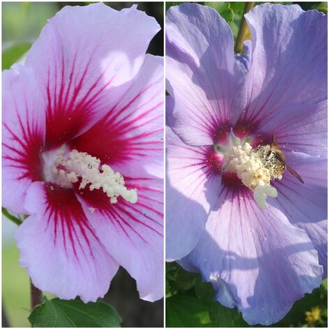 Semillas de Rosa de Siria. Hibiscus Syriacus. 50 Gramos