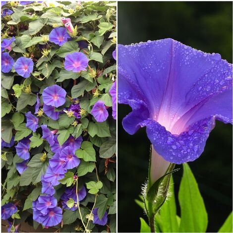 Semillas de Ipomoea Purpurea. Campanilla Morada. 100 Gramos