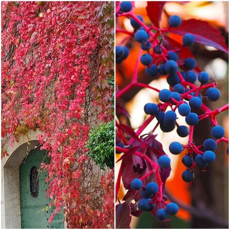 Semillas de Parra Virgen. Parthenocissus Quinquefolia. 10 Gramos
