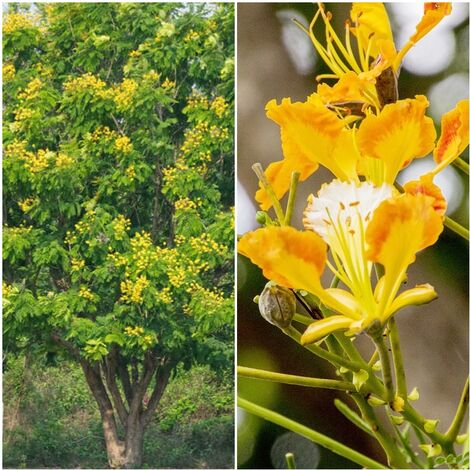 Semillas de Flamboy n Amarillo. Peltophorum Pterocarpum. 10 Gramos