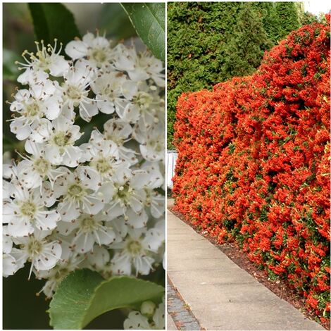Semillas de Espino de Fuego. Pyracantha Coccinea. 10 Gramos