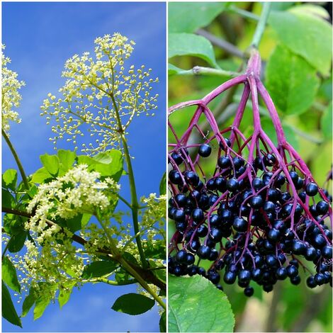 Semillas de Sauco. Sambucus Nigra. 50 Gramos