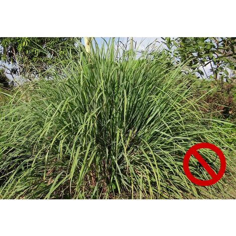 Semillas de Citronela. Cymbopogo Flexuosus. Hierba Antimosquitos. 300 Semillas