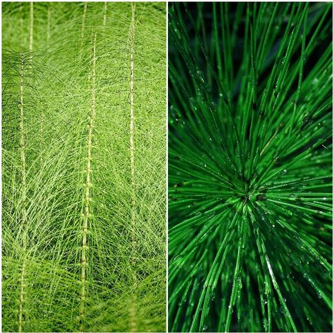 Semillas de Cola de Caballo. Escobizo. Ephedra Nebrodensis. 10 Gramos
