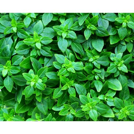Semillas de Albahaca de Hoja Fina. 10 Gramos