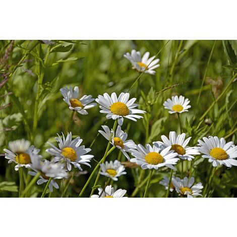 Semillas Margarita de los Prados. Bellis Perennis. 10 Gramos