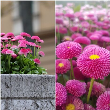 Semillas de Margaritas de los Prados. Bellis Perennis Monstruosa. 10.000 Semillas