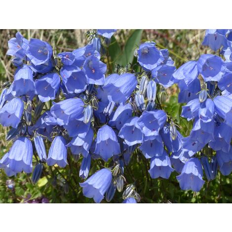 Semillas de Campanilla de Canterbury. Campanula Medium. 10 Gramos