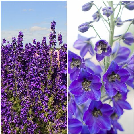 Semillas de Delphinium Consolida Giant Imperial. Espuela. 50 Gramos