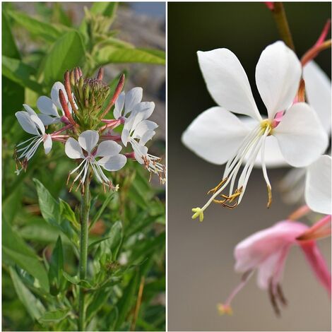 Semillas de Gaura Lindheimeri. 10 Gramos