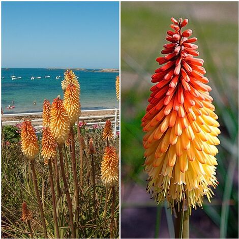 Semillas de Tritoma. Kniphofia Uvaria Mixed. 5 Gramos