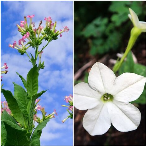 Semillas de Tabaco de Virginia. Nicotiana Sanderae Sensation. 10 Gramos