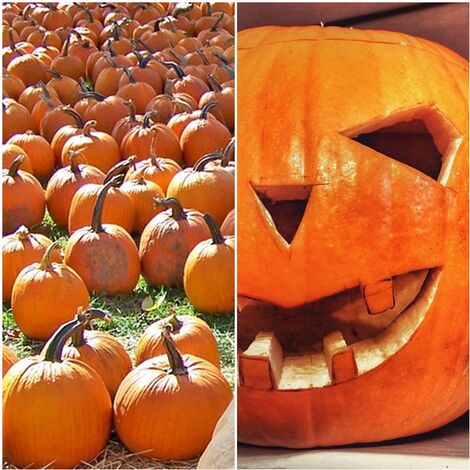 Semillas de Calabaza de Halloween. JACK O?Lantern. 100 Gramos