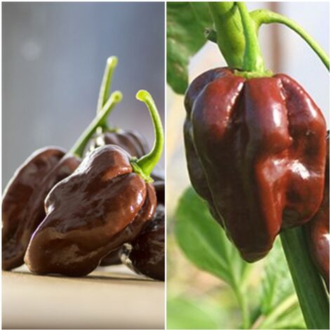 Semillas de Chile Habanero Chocolate. Muy Picante. 5 Gramos
