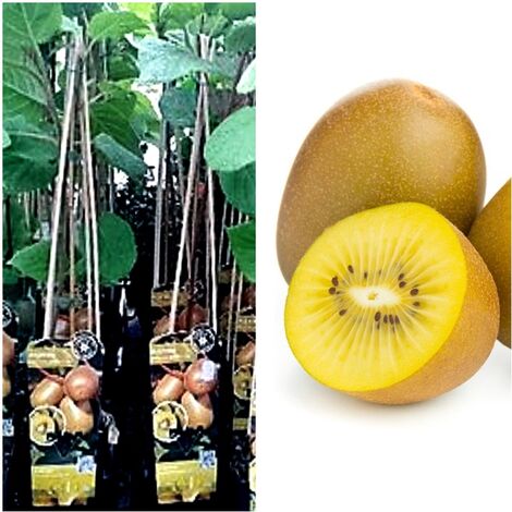 Planta Kiwi Amarillo Hembra. Actinia Deliciosa Golden. 40 - 50 Cm