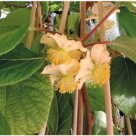 Planta de Kiwi Amarillo Actinia Deliciosa Atlas. 40 - 50 Cm