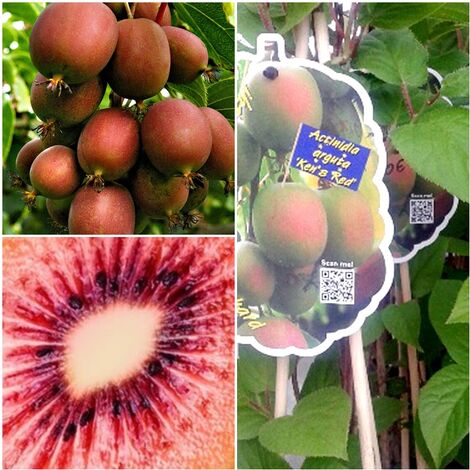 Planta Kiwi�o Rojo Actinia Arguta Red. Polinizar con Macho Arguta Weikii