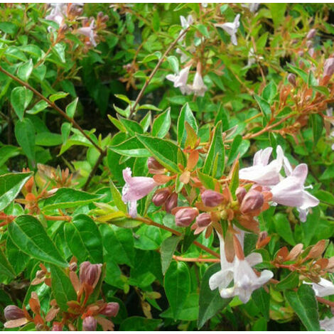 Planta de Abelia Flor Blanca. Abelia Grandiflora. Altura 20 - 30 Cm