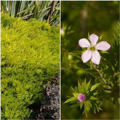 Planta de Diosma Hirsuta Sunset Gold. Resiste Sequia y Heladas