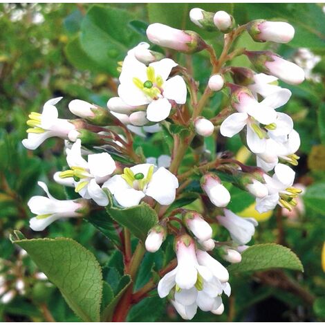Planta de Escalonia Blanca. Escallonia Macrantha. Altura 30 - 50 Cm